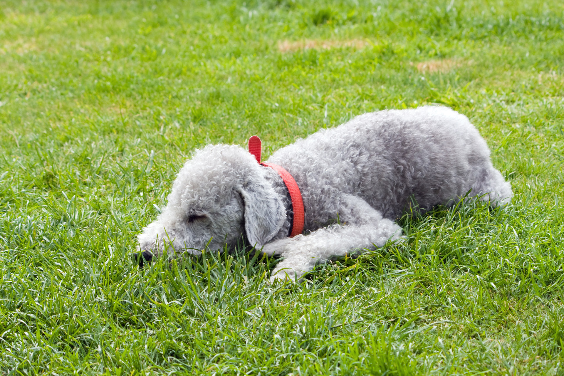Bedlington Terrier Dog Sleeping