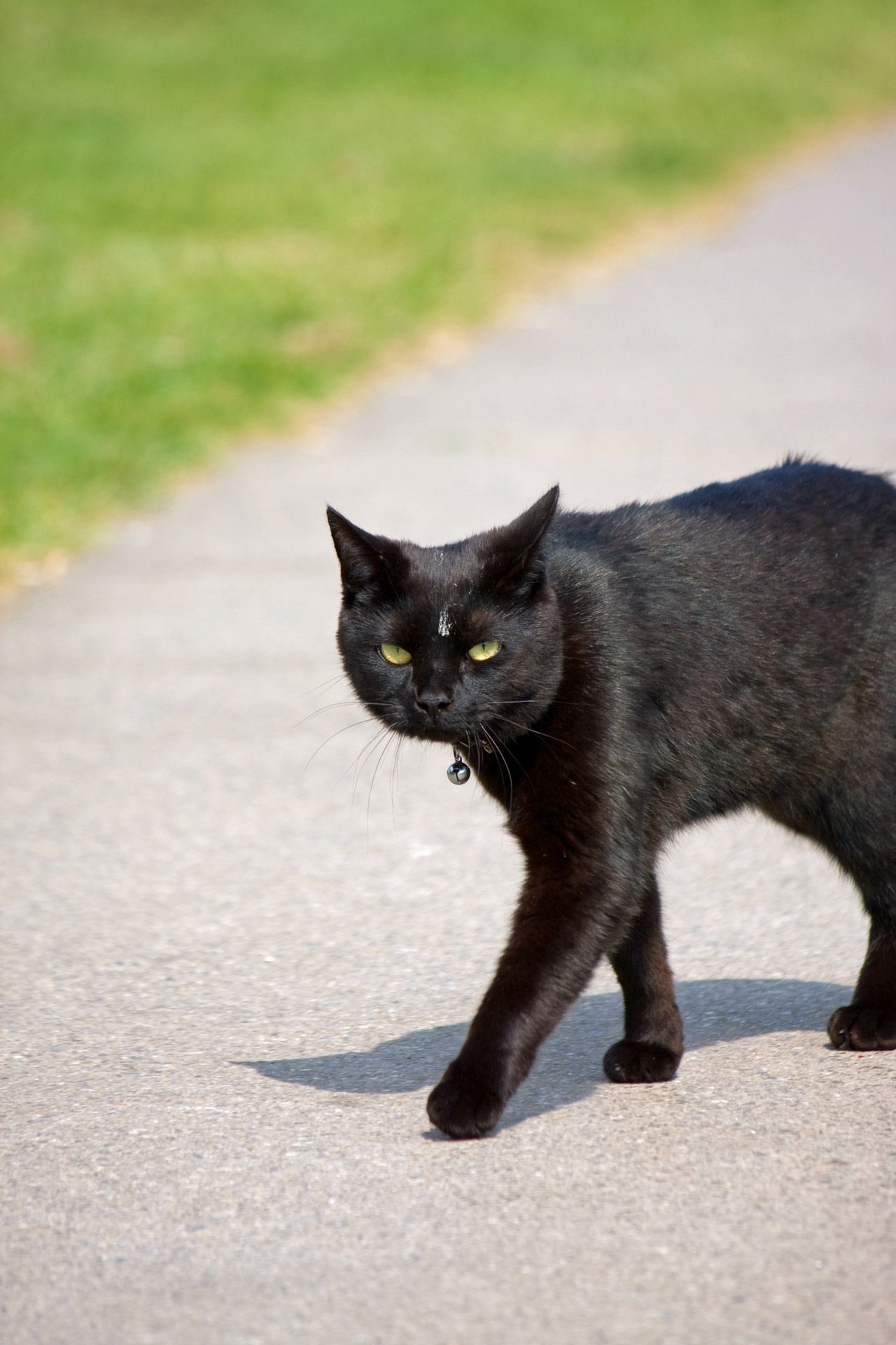 Black Cat Free Stock Photo - Public Domain Pictures