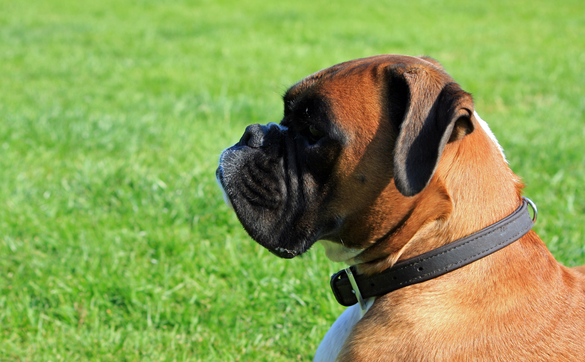 Boxer Dog Free Stock Photo - Public Domain Pictures