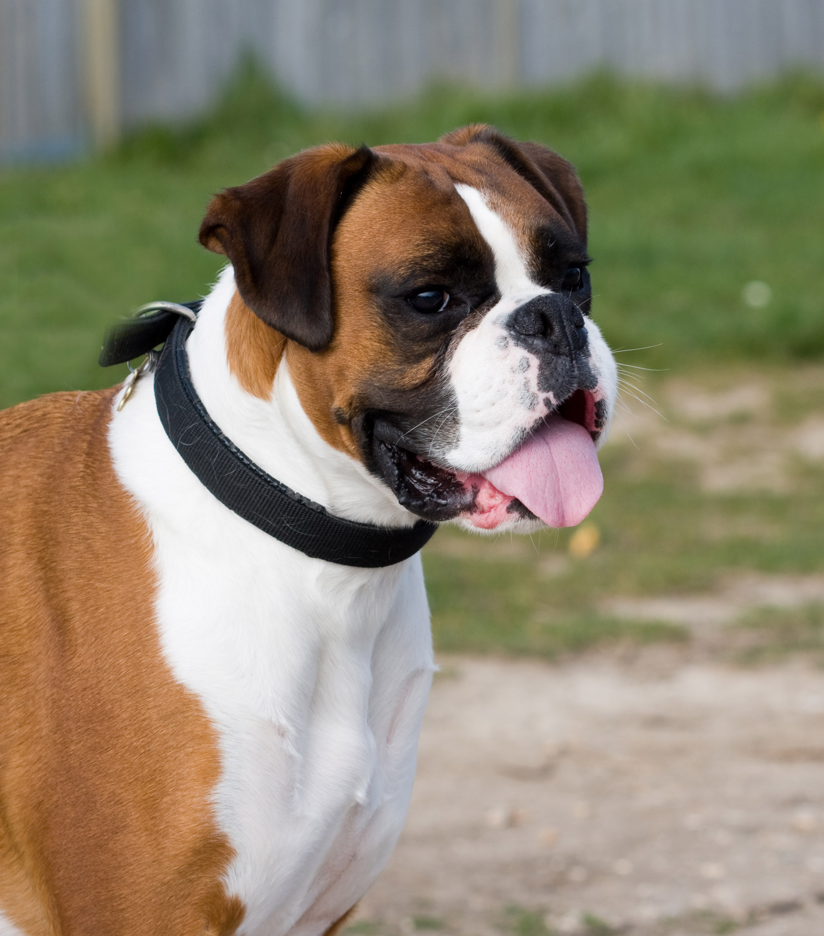 Boxer Dog Free Stock Photo - Public Domain Pictures