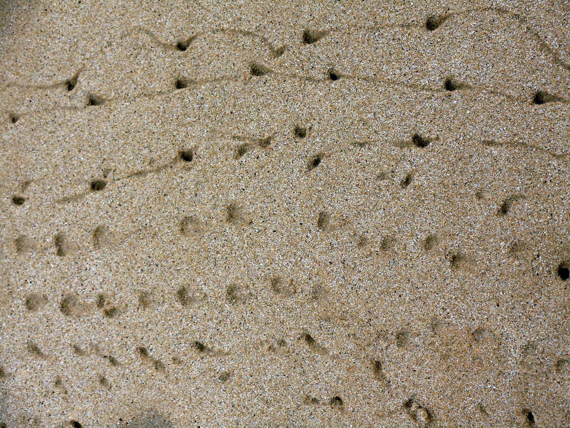 Crab Sand Footprints Texture