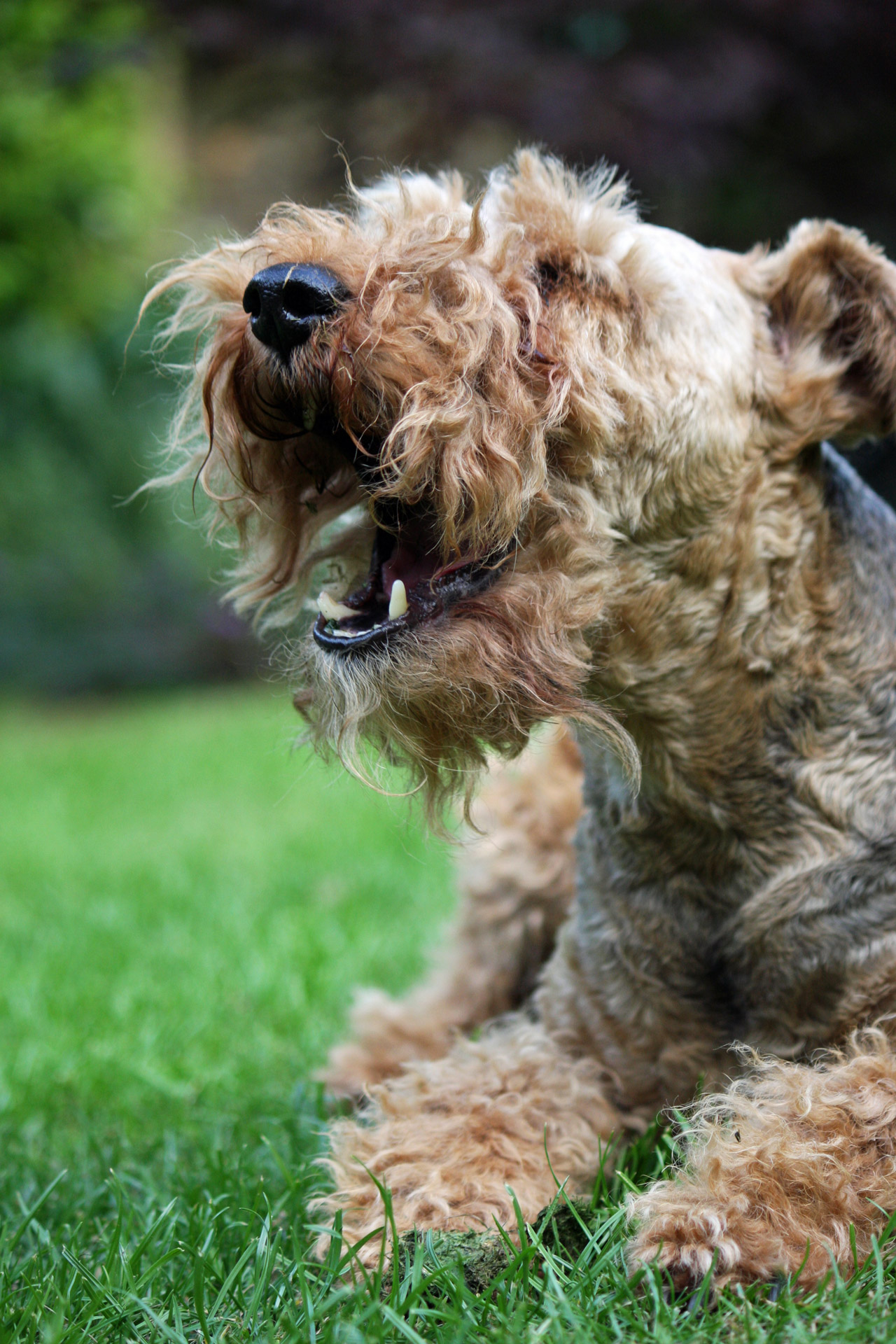 Dog Yawning Free Stock Photo - Public Domain Pictures