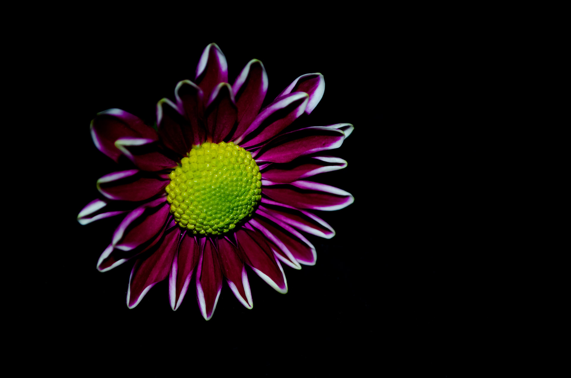 Flower On The Black Background Free Stock Photo - Public Domain Pictures