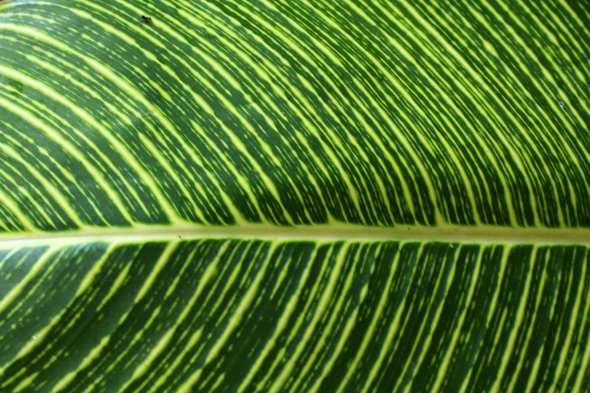 Leaf Detail Background 3