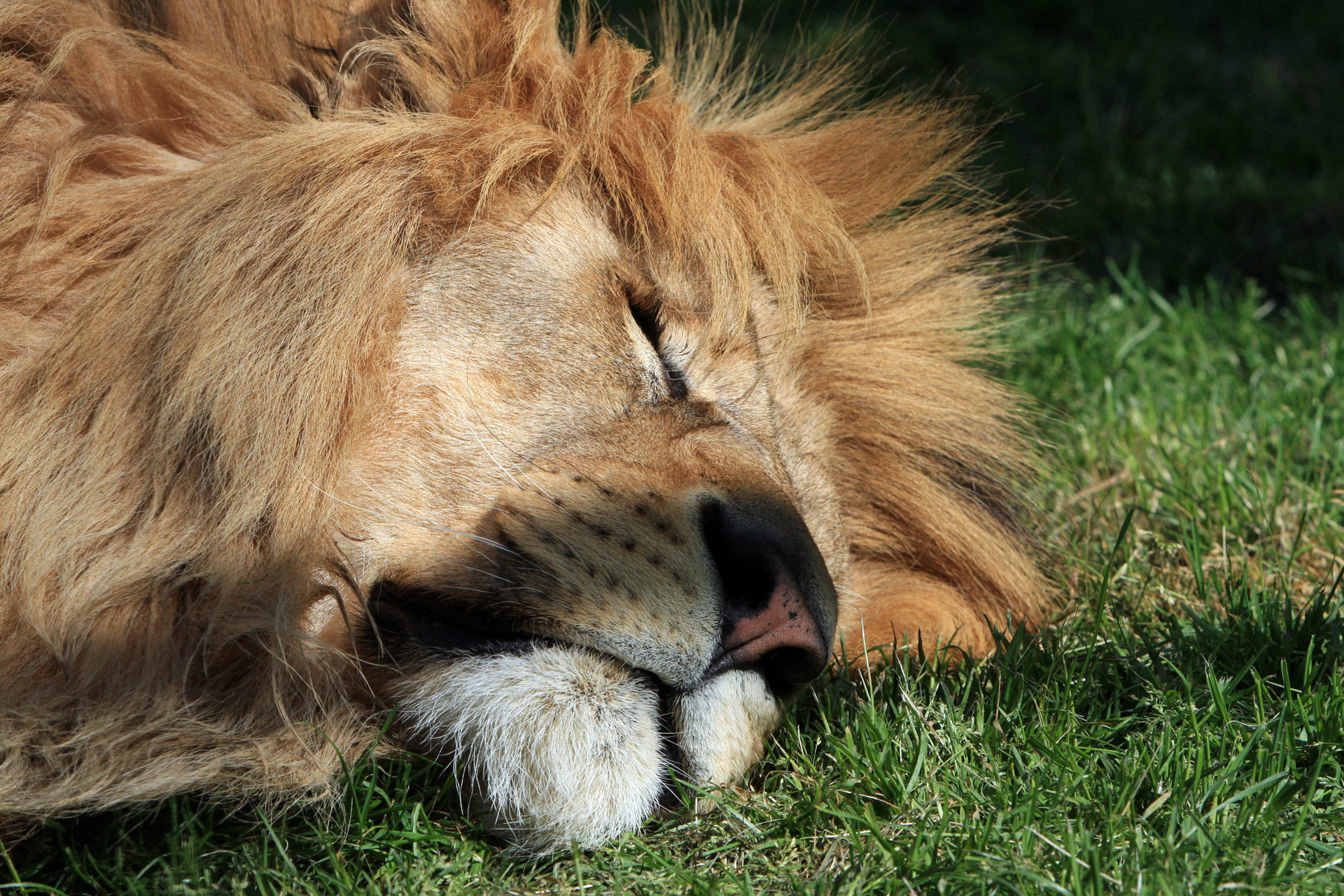 Lion Closeup 117