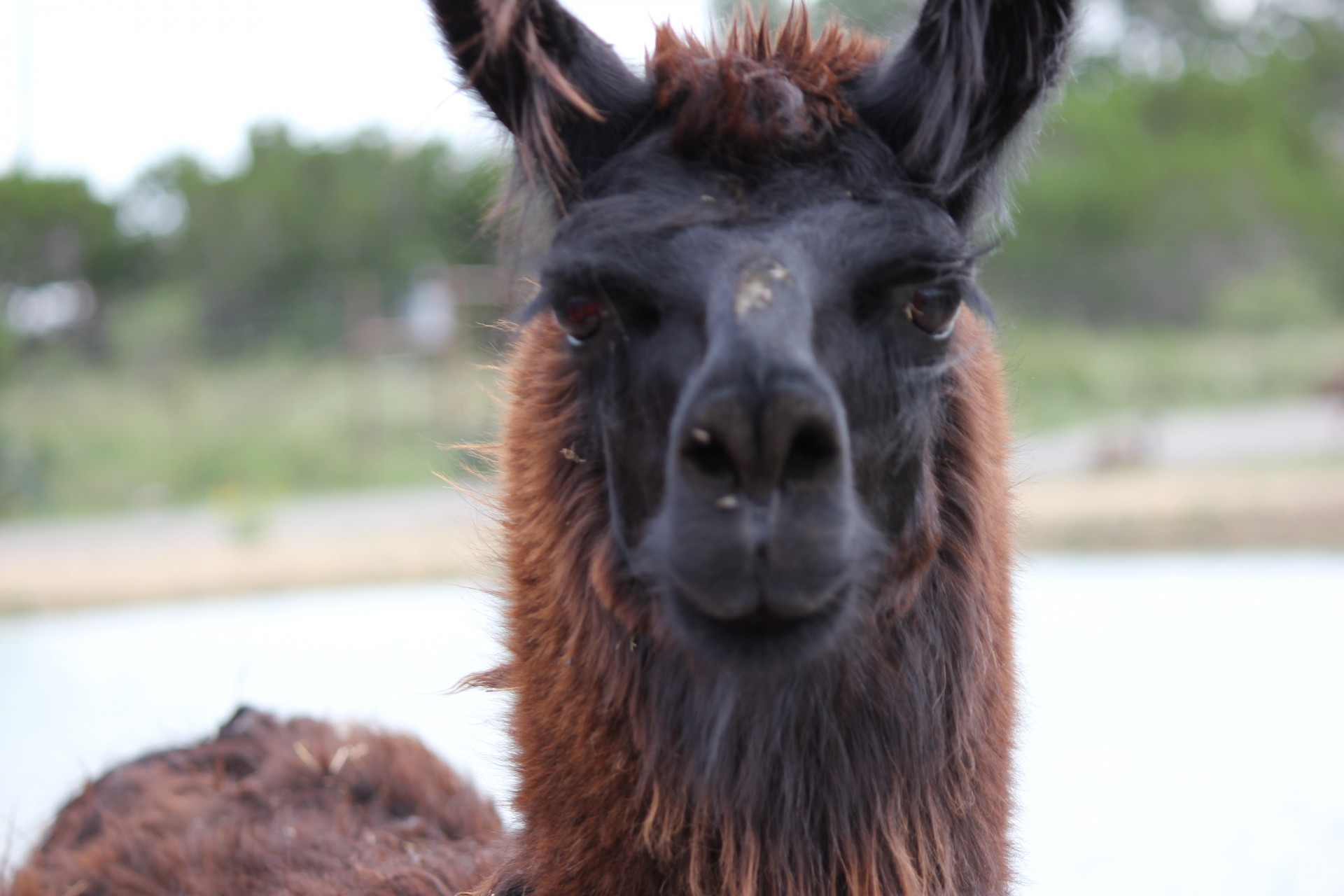 llama-free-stock-photo-public-domain-pictures
