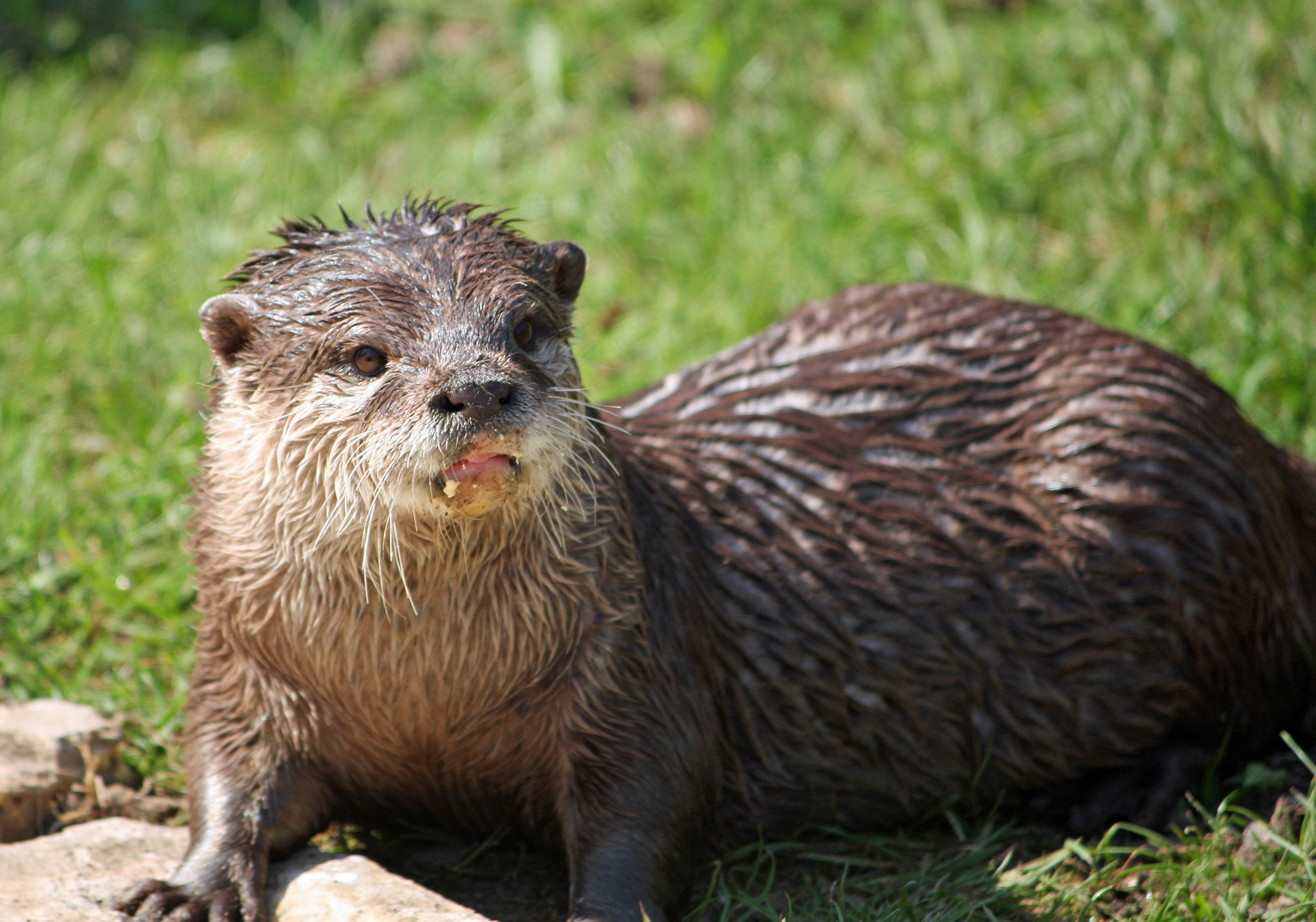 Otter Image - ID: 309670 - Image Abyss