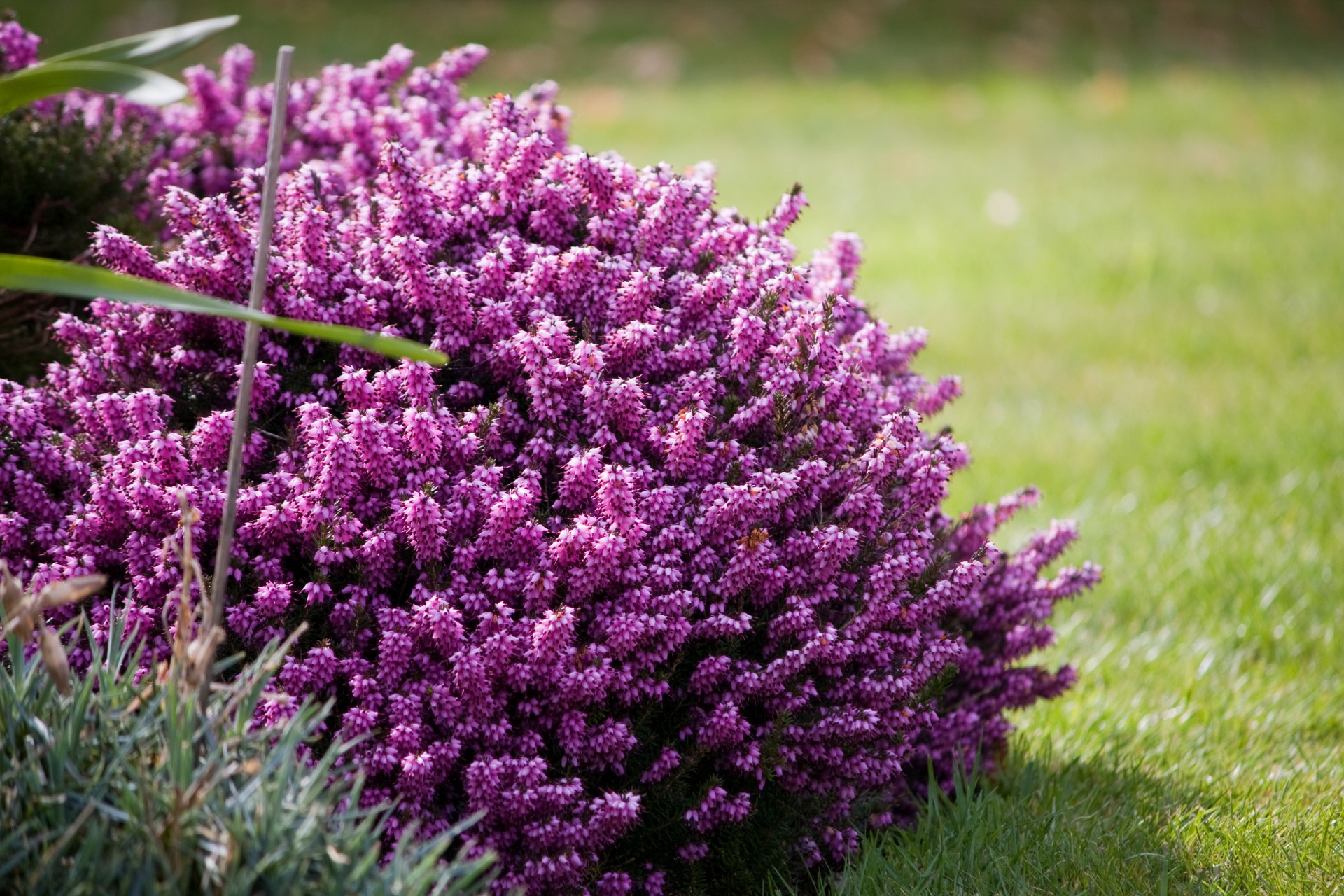Purple Heather Flowers by Karen Arnold
