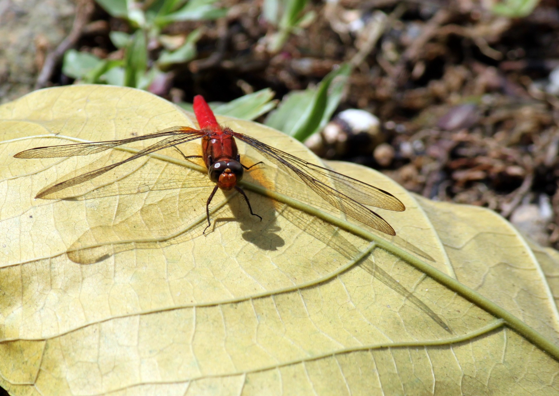 red-dragonfly-on-yellow-leave.jpg