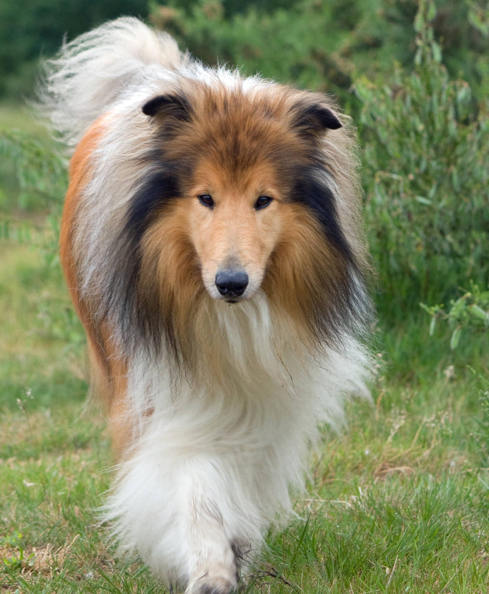 rough-collie-dog-free-stock-photo-public-domain-pictures