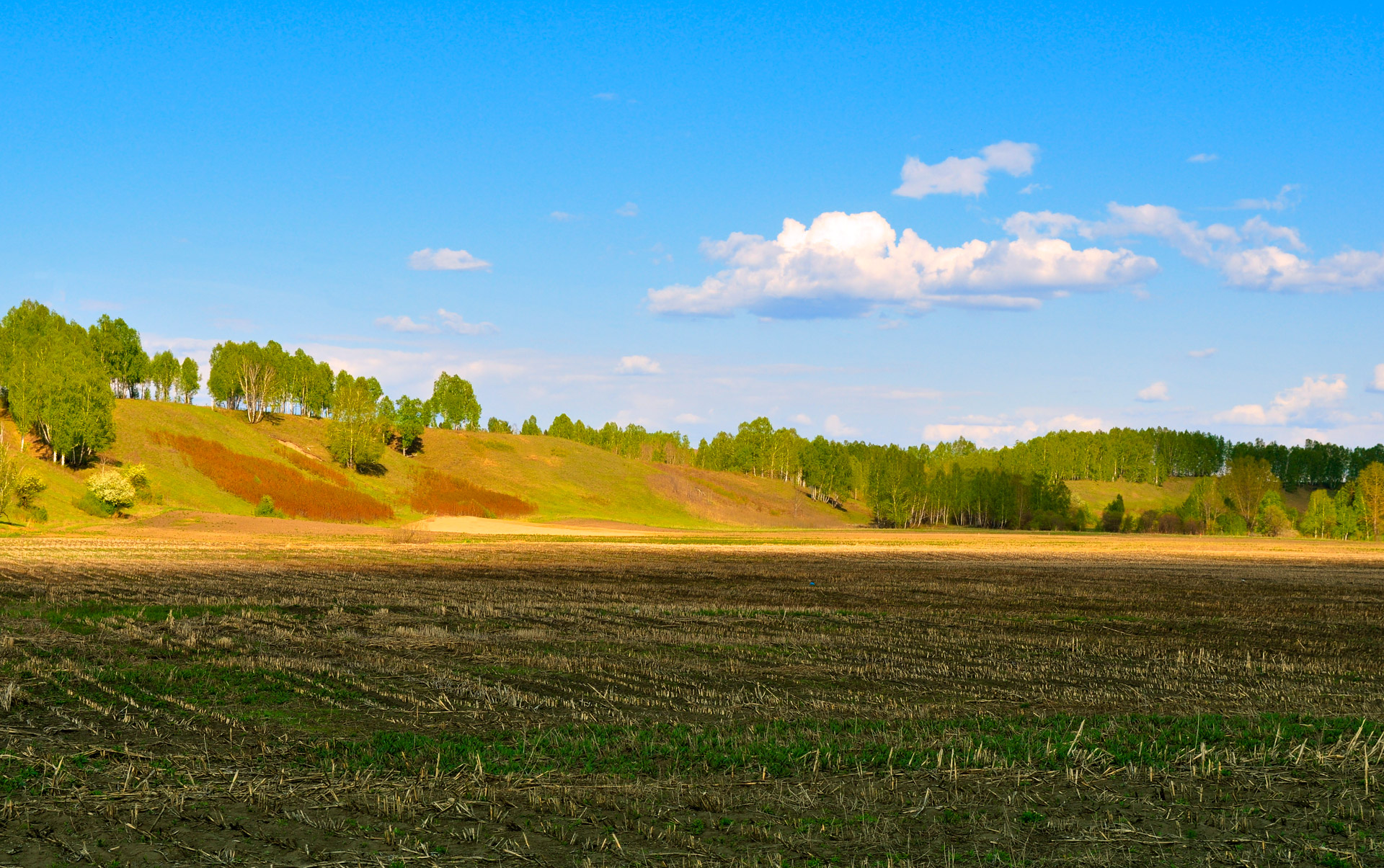 Rural Field