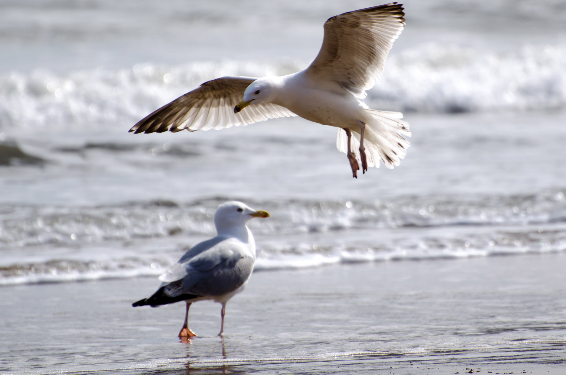 Seagull Free Stock Photo - Public Domain Pictures