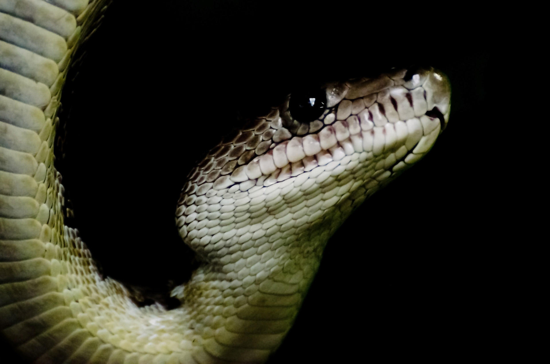 Snake - Animals Free Stock Photo - Public Domain Pictures