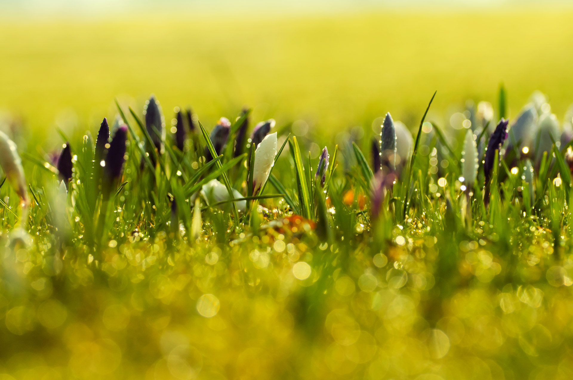 Spring Flowers Background Free Stock Photo - Public Domain Pictures