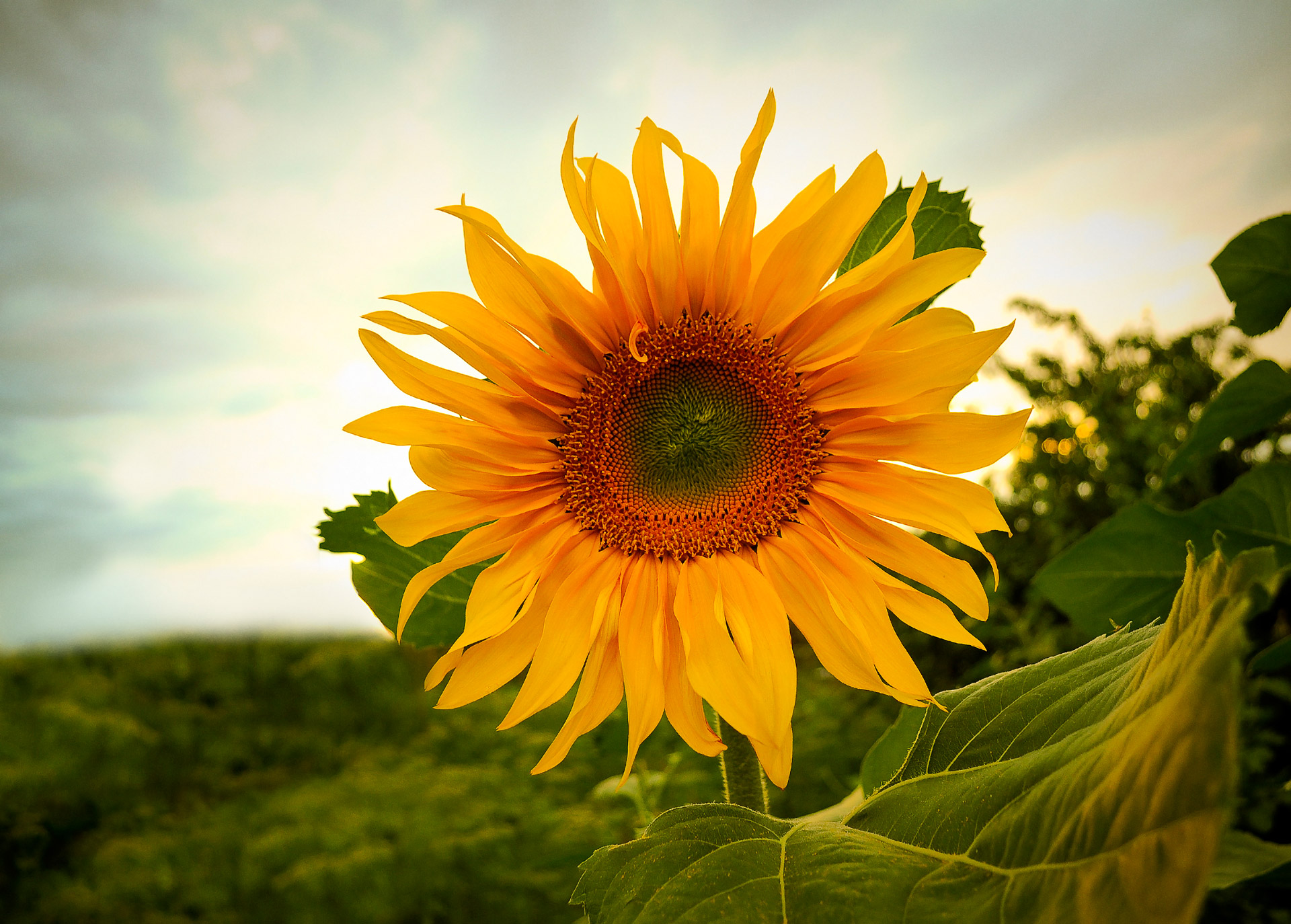 sunflower-free-stock-photo-public-domain-pictures