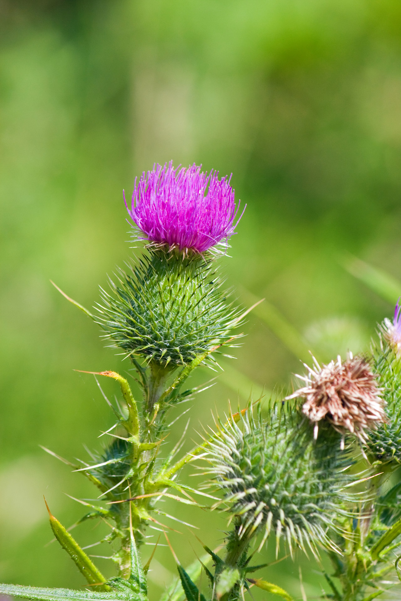 Thistle Flower Free Stock Photo - Public Domain Pictures