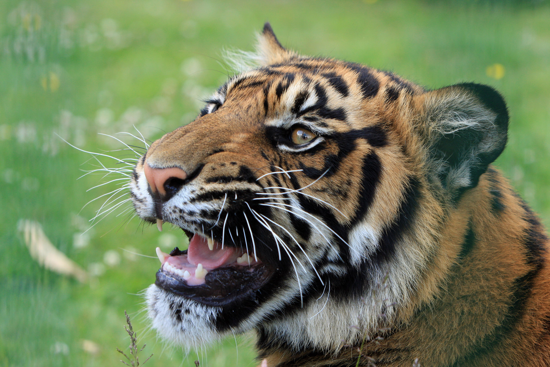 Tiger Snarling Close-up Free Stock Photo - Public Domain Pictures