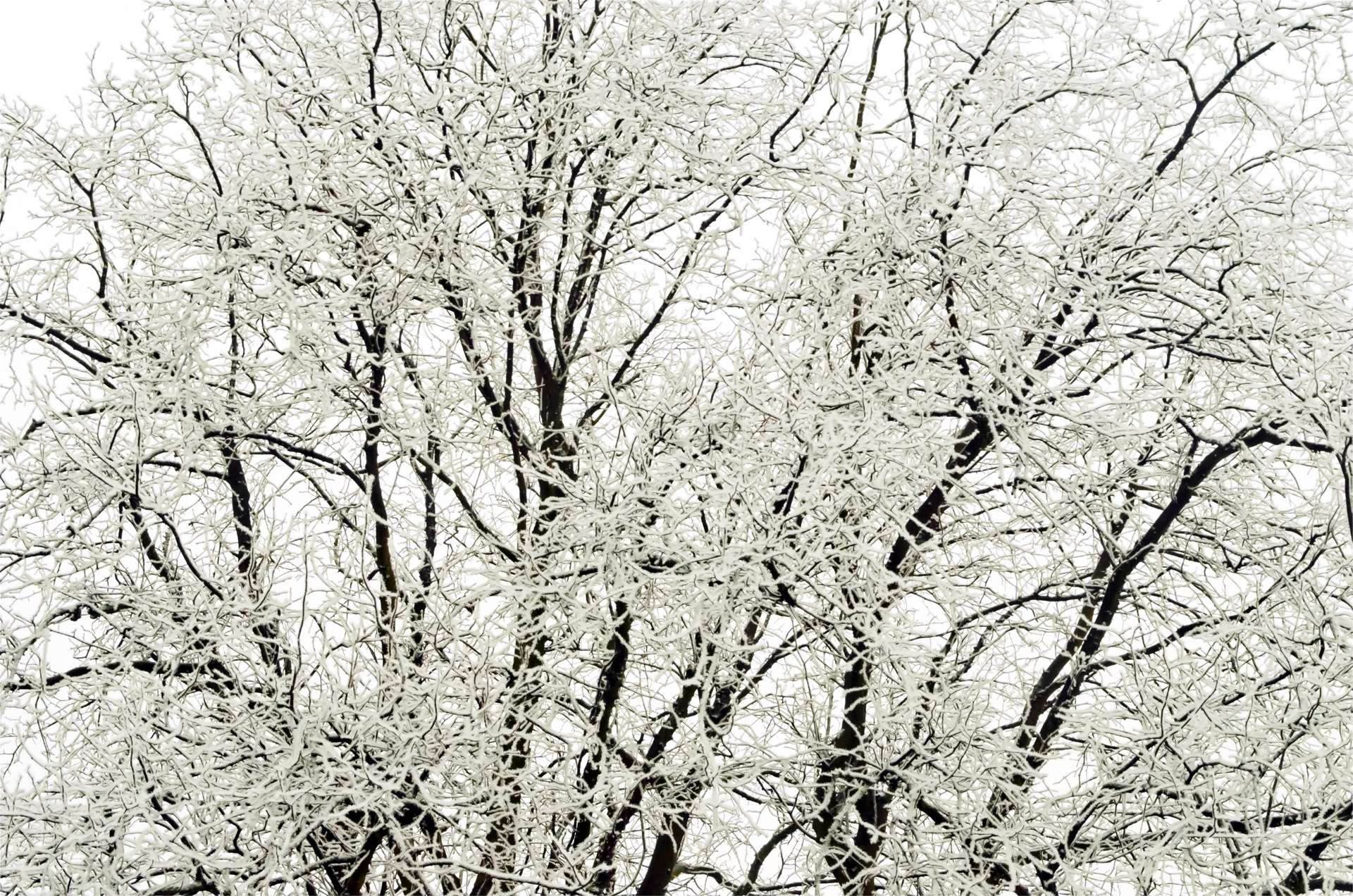 Tree - Winter Seasons