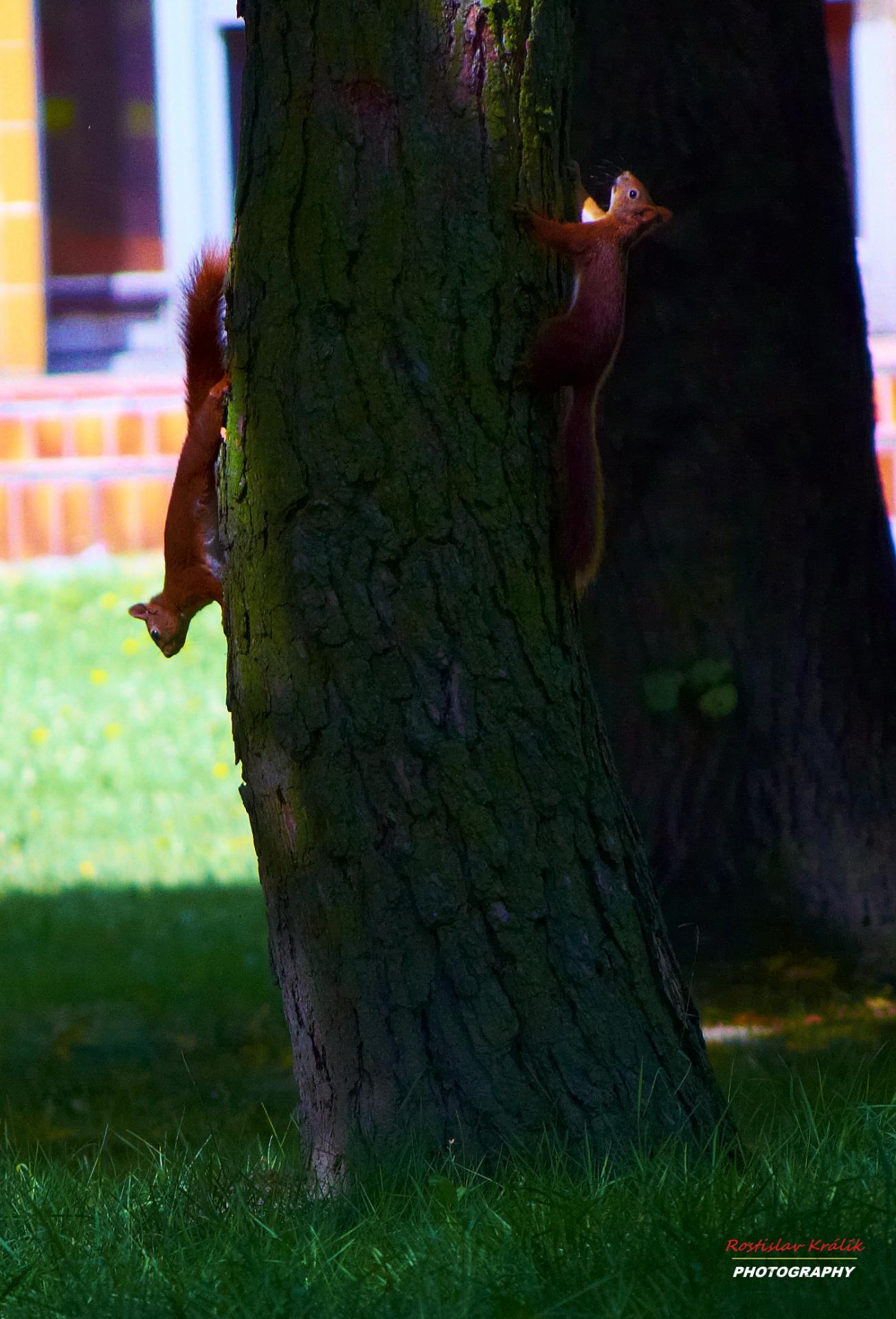 Squirrels In The Sun