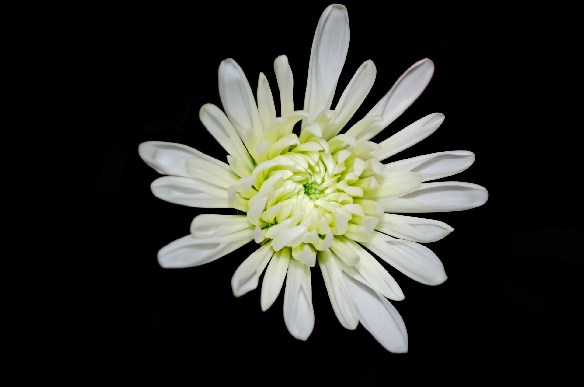 White Flower On Black Background Free Stock Photo - Public ...