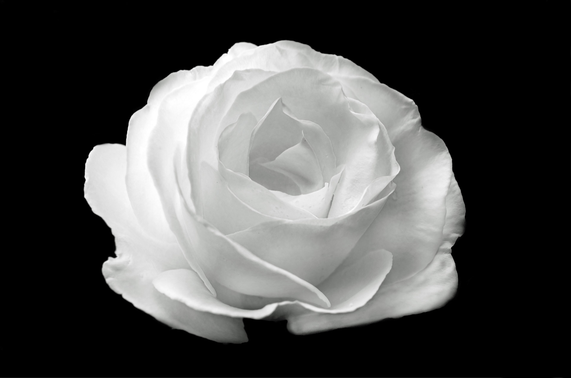 White Rose On The Black Background Free Stock Photo - Public Domain