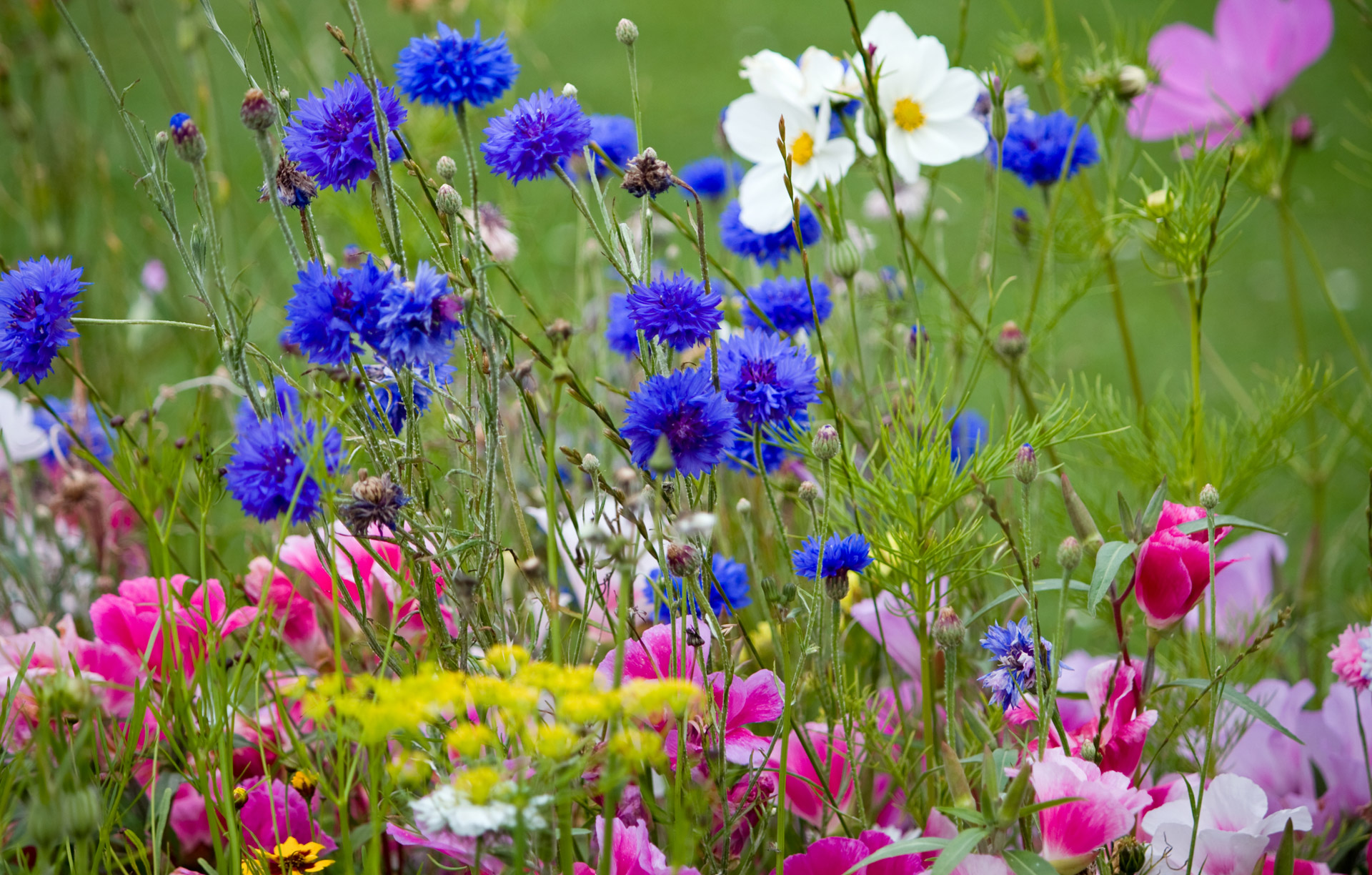 wild-flowers-in-meadow.jpg