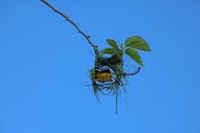 Back Of Yellow Male Weaver On Nest