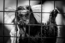 Monkey In A Cage