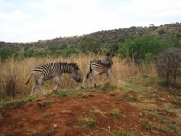 Moving Zebra With Head Turned Back