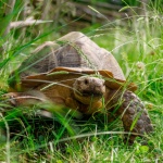 Tortoise In Grass