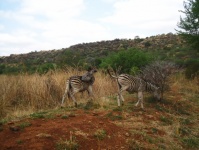 Zebra Reaching Back To Scratch
