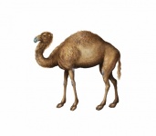 Dromedary Camel Vintage Poster