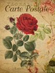 Red Rose Vintage Postcard