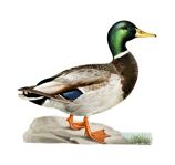 Mallard Duck Bird Clipart