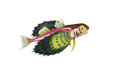 Clipart Fish Vintage Painted