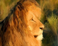 Lion Looking