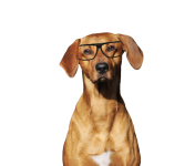 Ridgeback Dog Wearing Spectacles