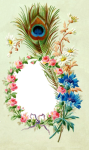 Peacock Feather Flowers Vintage Frame