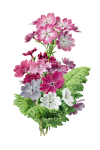 Primrose Flower Vintage Clipart