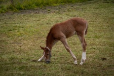 Foal, Horse