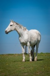 White Horse, Animal Portrait