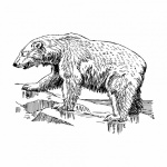 Clipart Polar Bear Illustration