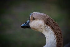Goose, Chinese Button Goose