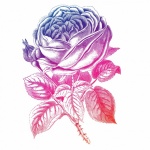 Rose Clipart Art Illustration