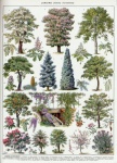 Vintage Poster Trees Botanical