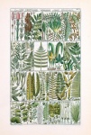 Vintage Poster Fern Plants