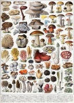 Vintage Poster Mushroom Champions