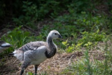 Canada Goose, Chick, Bird