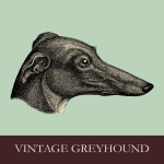 Greyhound Dog Portrait Illustration