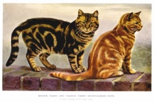 Cats Vintage Art Illustration